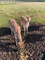 Damhert bok 1jaars, Dieren en Toebehoren, Schapen, Geiten en Varkens, Mannelijk, Geit, 0 tot 2 jaar