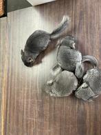 4 jonge chinchilla’s, Domestique, Chinchilla, Plusieurs animaux