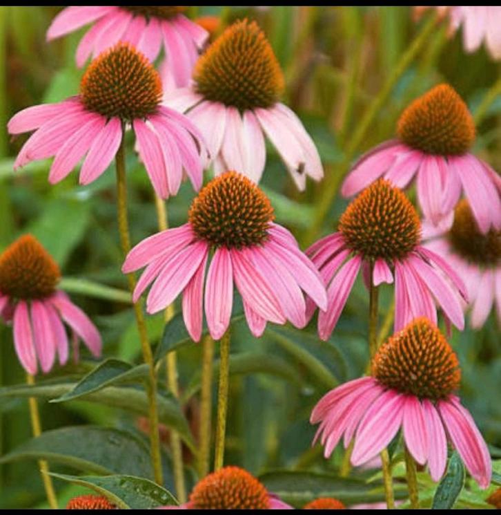 Echinacea purpurea, Jardin & Terrasse, Plantes | Jardin, Plein soleil, Enlèvement
