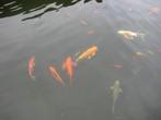 etang, Tuin en Terras, Ophalen of Verzenden, Gebruikt