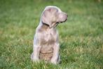 Weimaraner pups te koop - Beide ouders aanwezig, Parvo, België, Overige rassen, 8 tot 15 weken