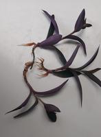 3 gewortelde stekjes - Tradescantia Pallida (Purple Heart), Ophalen, Overige soorten, Halfschaduw, Minder dan 100 cm