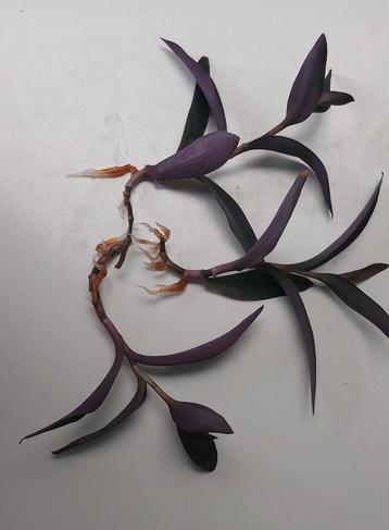 3 gewortelde stekjes - Tradescantia Pallida (Purple Heart) beschikbaar voor biedingen