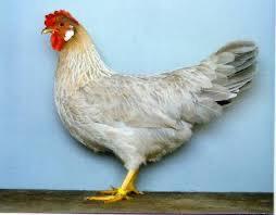 Leghorn Isabel patrijs te koop beschikbaar voor biedingen