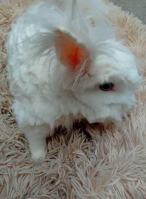 Mooi langharig konijn, Dieren en Toebehoren, Konijnen