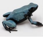 Adelphobates galactonotus bleu, Dieren en Toebehoren, Reptielen en Amfibieën