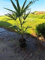 Trachycarpus fortunei, Tuin en Terras, Planten | Tuinplanten, Ophalen