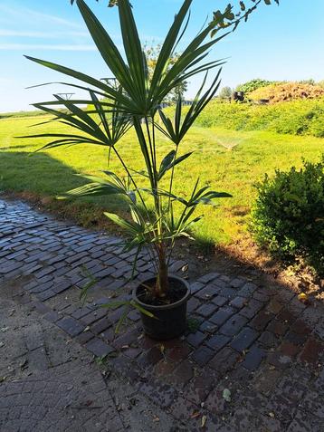 Trachycarpus fortunei  beschikbaar voor biedingen