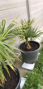 Palmboompjes Trachycarpus Fortunei, Enlèvement