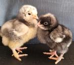 Kuikens Mechelse koekoek🐥, Dieren en Toebehoren, Kip