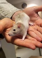 Dwergratje, Dieren en Toebehoren, Knaagdieren, Mannelijk, Overige typen, Tam, Oktober