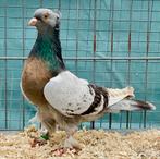 Takla Tumbler Pigeons, Animaux & Accessoires, Oiseaux | Pigeons