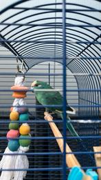 Koppel kakariki, Animaux & Accessoires, Oiseaux | Perruches & Perroquets, Plusieurs animaux, Perruche, Bagué