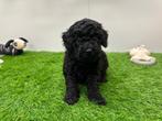 Nestje Toy Poedel pups, Poedel, België, CDV (hondenziekte), 8 tot 15 weken