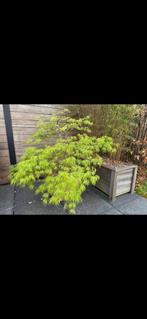 japanse esdoorn in pot, Tuin en Terras, Ophalen, In pot