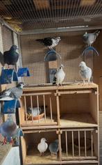 Jonge reisduiven reserveren lees de omschrijving, Dieren en Toebehoren