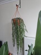 Gratis Cactus hangplant, Huis en Inrichting, Kamerplanten, Ophalen of Verzenden, Cactus