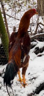 Jonge Shamo-hanen en -hennen van topkwaliteit, Meerdere dieren
