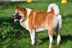 Amerikaanse Akita Dekreu, België, Reu, CDV (hondenziekte), Eén hond