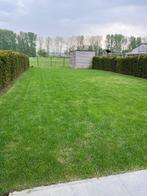 Taxussen 1m80, Tuin en Terras, Planten | Struiken en Hagen, Ophalen, Taxus, Haag, 100 tot 250 cm