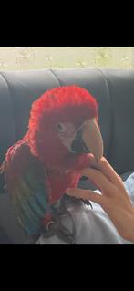 Ara-papegaaien, Dieren en Toebehoren, Meerdere dieren, Pratend