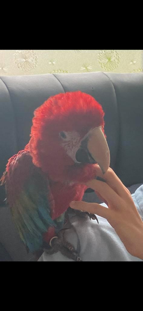 Ara-papegaaien, Dieren en Toebehoren, Vogels | Parkieten en Papegaaien, Meerdere dieren, Pratend, Tam, Geringd