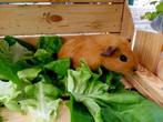 Cavia beertjes, Dieren en Toebehoren, Knaagdieren, Augustus, Mannelijk, Cavia