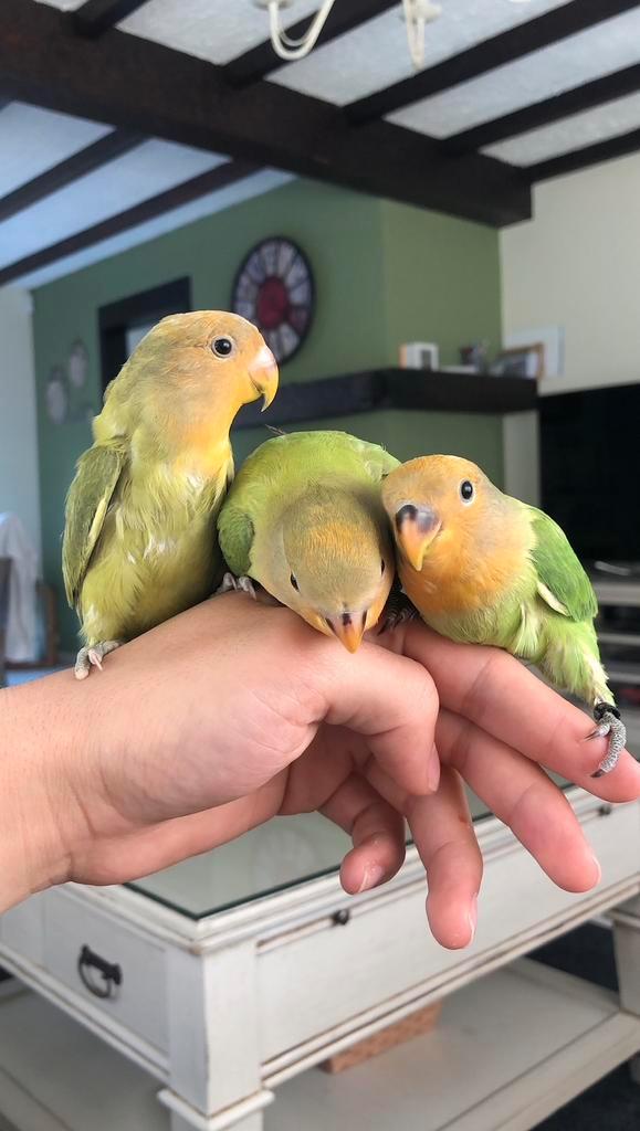 Baby handtamme dwergpapegaaien / agaporniden, Dieren en Toebehoren, Vogels | Parkieten en Papegaaien, Dwergpapegaai of Agapornis