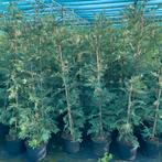 Leylandii aan PROMOprijzen., Enlèvement, Conifère