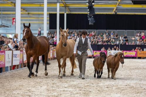 Lessen VRIJHEIDSDRESSUUR & GRONDWERK, Dieren en Toebehoren, Paarden