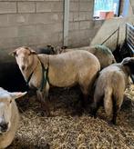 Voskop ram, Dieren en Toebehoren, Mannelijk, Schaap, 0 tot 2 jaar