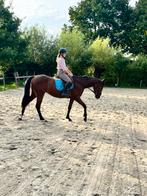 Brave 3 jarige ruin, Gechipt, Ruin, Zadelmak, 3 tot 6 jaar