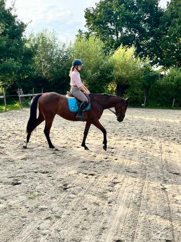Brave 3 jarige ruin beschikbaar voor biedingen