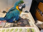 Blauw gele ara Vlaams Brabant, Dieren en Toebehoren, Vogels | Parkieten en Papegaaien, Papegaai