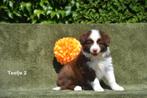 Prachtige bruin-witte Border Collie pups, België, CDV (hondenziekte), 8 tot 15 weken, Collie