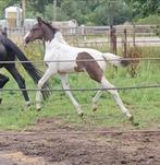 Allround gefokt en tof merrieveulen v. Ceasar Ter Linden, Dieren en Toebehoren, Paarden, Merrie, Gechipt, Niet van toepassing