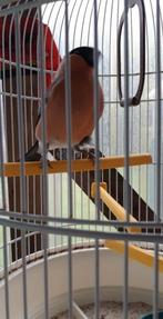 vogels, Dieren en Toebehoren, Vogels | Parkieten en Papegaaien, Geringd