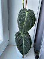 Philodendron Melanochrysum, Autres espèces, En pot, Moins de 100 cm, Enlèvement