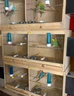 Grasparkieten, Dieren en Toebehoren, Ophalen, Gebruikt, Vogelkooi