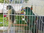Couple kakariki avec cage, Animaux & Accessoires, Oiseaux | Perruches & Perroquets, Perruche, Bagué, Plusieurs animaux