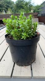 Crassula capitella, vetplant ook wel  de "Red Pagoda", Tuin en Terras, Ophalen