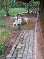 skudde schapen, Plusieurs animaux, Mouton, 0 à 2 ans