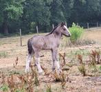 Lief, sociaal en knap Tinker/irish cob veulen, Dieren en Toebehoren, Minder dan 160 cm, Niet van toepassing, 0 tot 2 jaar, Hengst