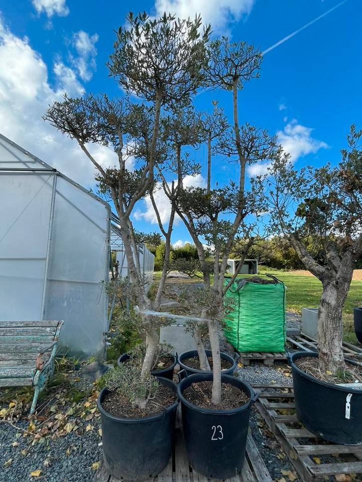 Lot van 4 olijfbomen ‘Pom Pom’ (LOT 23), Tuin en Terras, Planten | Bomen, Olijfboom, 100 tot 250 cm, Volle zon, Lente, In pot