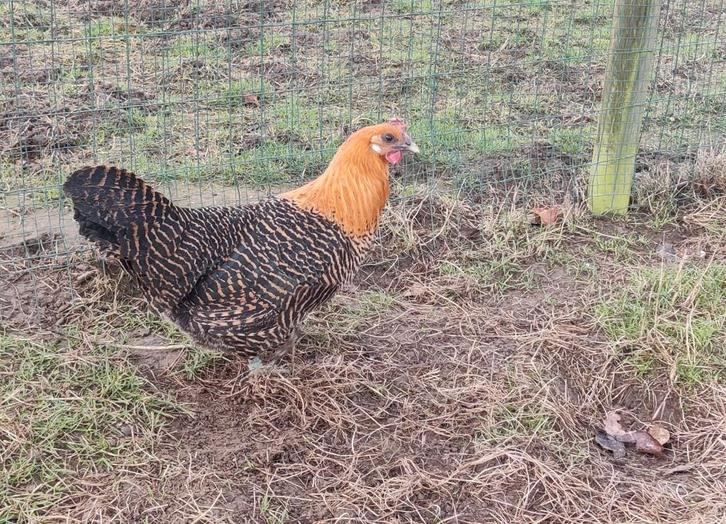 Trio jonge Goudbrakels, Dieren en Toebehoren, Pluimvee, Kip, Meerdere dieren