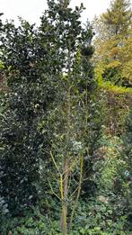 ilex aquifolium / hulst - 220/240 cm, Tuin en Terras, Planten | Bomen, Ophalen of Verzenden