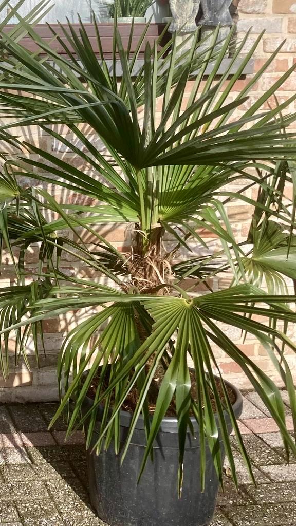 2 palmbomen in pot, Tuin en Terras, Planten | Bomen, In pot, Ophalen