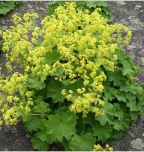 Alchemilla mollis - Vrouwenmantel (vaste plant), Jardin & Terrasse, Plantes | Jardin, Plante fixe, Enlèvement