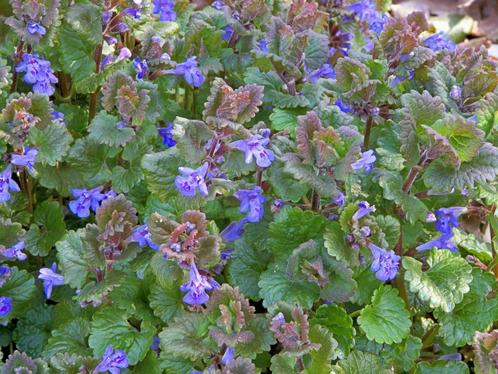 winterharde bodembedekker Glechoma hederacea, Jardin & Terrasse, Plantes | Arbres, En pot, Enlèvement ou Envoi