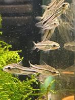 Hobbyaquarium Corydoras Pygmaeus/dwerg corydoras, Dieren en Toebehoren, Vissen | Aquariumvissen, Vis, Zoetwatervis, Schoolvis